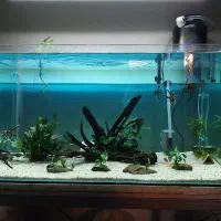 آکواریوم حرفه ای ریملس پلنت