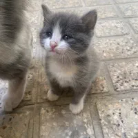 گربه اسکاتیش