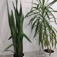 گل طبیعی سانسوریا ،یوگا،دیفن،