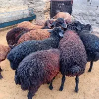 ۲۰ راس بره ماده اکثرا قوچ خورده.اگهیبخان وبزنگ