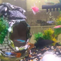 ماهی شارک دم قرمز