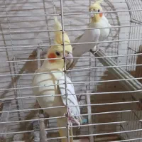 عروس هلندی نرو ماده
