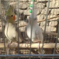 جفت عروس هلندی