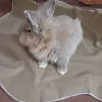 خرگوش لپ|موش و خرگوش|تربت جام, شهید غلام زاده|دیوار