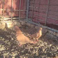 کفتر زرد درجایی|پرنده|میناب, |دیوار