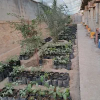 نهال انبه محلی