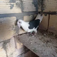 کفتر|پرنده|اسلامیه, |دیوار