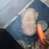 سلام بخاطر که من سر کار هستم واسه فروش|موش و خرگوش|اهواز, کوی رمضان|دیوار