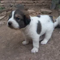 فروش توله نگهبان