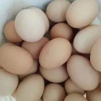تخم مرغ محلی  ارگانیک