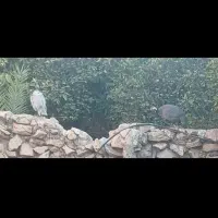 مرغ شاخدار|حیوانات مزرعه|کازرون, |دیوار