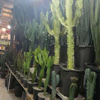 خدمات تخصصی تعویض خاک گلدان و نگهداری گیاهان|خدمات باغبانی و درختکاری|تهران, صادقیه|دیوار