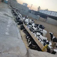 ۸۰ راس گوساله نر  رگائی وزن ۱۲۰ کیلو