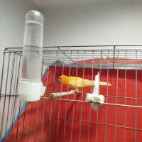 قناری ماده سرخ