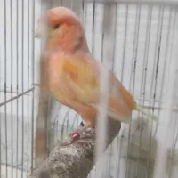 قناری ماده آماده