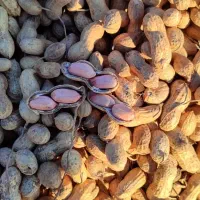 بادام زمینی|عمدهفروشی|پارسآباد, |دیوار