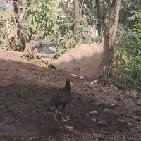 لاری|حیوانات مزرعه|مینودشت, |دیوار
