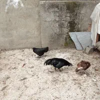 مرغ و خروس ارکانا و ایام سمانی.بوقلمون|حیوانات مزرعه|آمل, |دیوار