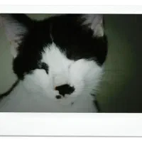 واگذاری فوری گربه قشنگم|گربه|مشکیندشت, |دیوار