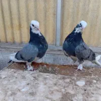 جوجه کبوتر پرش سنگین