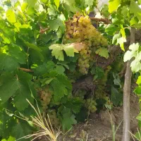 اجاره درختان سیب بارده بالای ۱۰سال