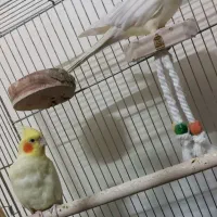 عروس هلندی
