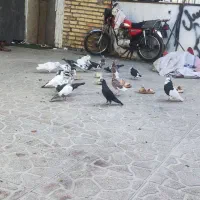 کبوتر رنگی ومعمولی|پرنده|مشهد, شهرآباد|دیوار
