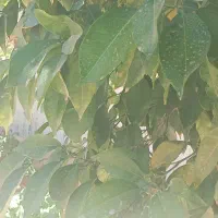 فروش یک قطعه زمین