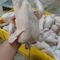 مرغ کوچک وپای مرغ