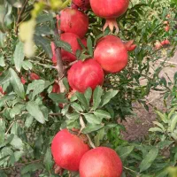 نهال انار (رقم ترکمنستانی)