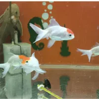 ماهی زینتی آکواریوم ((آفر ویژه))