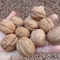 گردو اعلا تویسرکان