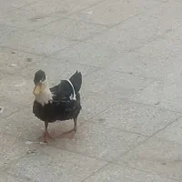 اردک|پرنده|تهران, خانی آباد نو جنوبی|دیوار