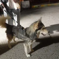 هاسگی|حیوانات|فردیس, شهرک ناز|دیوار