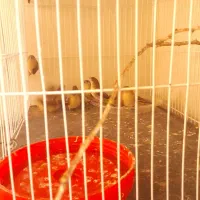 فروش فنچ پرنده زیبا