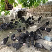 بوقلمون سه ماهه