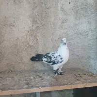 پشت دار قرمز نر هیکلی .|پرنده|قدس, شهر‌قدس|دیوار