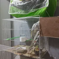 عروس هلندی  مرغ عشق