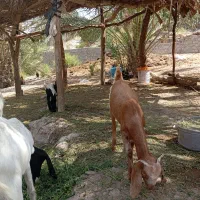 13رس بز دوقلوزاه و9کره پاکستانی