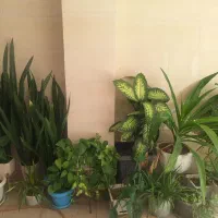 فروش انواع گل های آپارتمانی و خانگی سالم|گل و گیاه طبیعی|زنجان, |دیوار