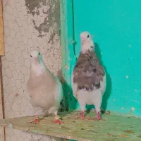 طوقی درشت و قواره دار