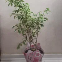 گل و گیاه