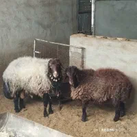 قوچ وبره نر