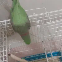 شاه‌طوطی نر|پرنده|کرج, کمال‌شهر|دیوار