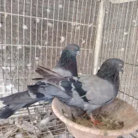 کبوتر سبز پرشی