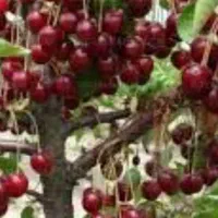 فروش آلبالو  و گیلاس  عمده