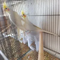 دوجفت لوتینومولد تضمینی معاوضه باگرینچیک اوقون فری|پرنده|گنبد کاووس, |دیوار