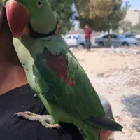 شاه طوطی نر|پرنده|تهران, آسمان|دیوار