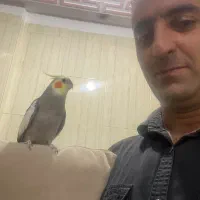 گم شده عروس هلندی|پرنده|تهران, مشیریه|دیوار