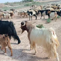 بز و پازن|حیوانات مزرعه|بهبهان, |دیوار